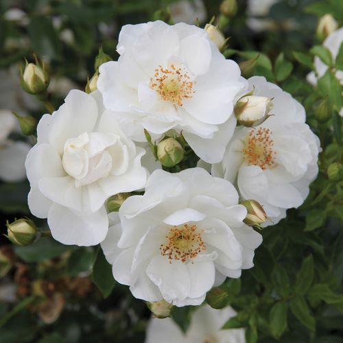 Gärtnerei - Rosa Innocencia® - weiß - bodendecker rosen  - diskret duftend - W. Kordes & Sons - -